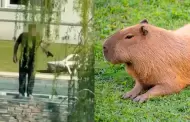 Argentina: denuncian por maltrato animal a un hombre que disparó contra capibaras para ahuyentarlos de su casa