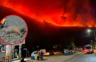 Crisis en Cusco: especialista en Gestión de Riesgos advierte "no quedan recursos logísticos" contra los incendios forestales