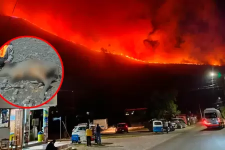 Especialista advierte incremento del desastre