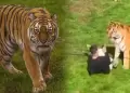 Inglaterra: hombre muere atacado por un tigre tras ingresar a su recinto en zool�gico