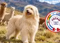 Per� suma una nueva raza canina oficial: el Chaku Andino obtiene reconocimiento internacional