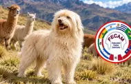 Per� suma una nueva raza canina oficial: el Chaku Andino obtiene reconocimiento internacional