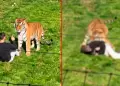 Un hombre muere atacado por un tigre tras ingresar al recinto en un zool�gico de Inglaterra