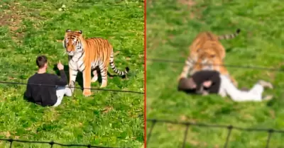 Hombre muere tras ser atacado por un tigre