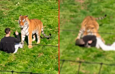 Hombre muere tras ser atacado por un tigre