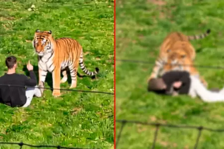 Hombre muere tras ser atacado por un tigre