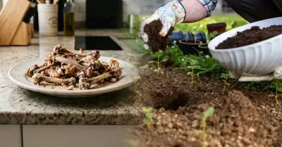 Restos de pollo pueden convertirse en fertilizante.