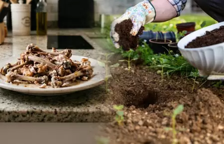 Restos de pollo pueden convertirse en fertilizante.