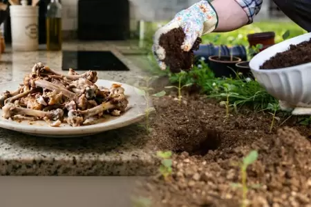 Restos de pollo pueden convertirse en fertilizante.