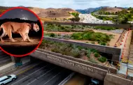EE. UU.: paso de fauna m�s grande del mundo en California reconectar� h�bitats aislados por una gran autopista