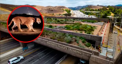 Estructura natural sobre la autopista
