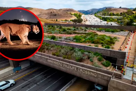 Estructura natural sobre la autopista