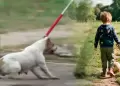 Menor de 4 a�os muri� tras ataque de pitbull en Buenos Aires: su madrina qued� detenida por homicidio culposo