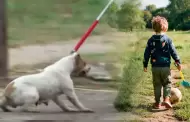 Menor de 4 años murió tras ataque de pitbull en Buenos Aires: su madrina quedó detenida por homicidio culposo