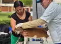 Campa�a veterinaria GRATUITA este 22 de octubre: conoce d�nde atender�n a perros y gatos