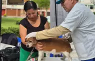 Campaña veterinaria GRATUITA este 22 de octubre: conoce dónde atenderán a perros y gatos