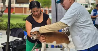 Brigada pet