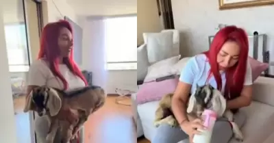 Deysi Araujo est� criando una cabra en su departamento de San Isidro