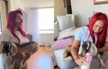 Deysi Araujo est� criando una cabra en su departamento de San Isidro