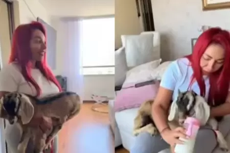 Deysi Araujo est� criando una cabra en su departamento de San Isidro