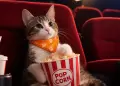 "Cine de Patas" llega a San Isidro: conoce c�mo ayudar a gatitos vulnerables con alimento para mascotas