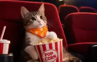 "Cine de Patas" llega a San Isidro: conoce cómo ayudar a gatitos vulnerables con alimento para mascotas