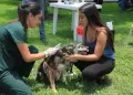 Campa�a de salud para mascotas este lunes 19 de octubre: conoce los servicios gratuitos