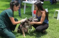 Campaña de salud para mascotas este lunes 19 de octubre: conoce los servicios gratuitos