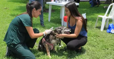 Campa�a de salud para mascotas este lunes 19 de octubre