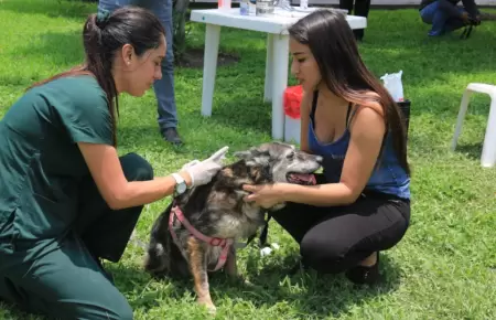 Campa�a de salud para mascotas este lunes 19 de octubre