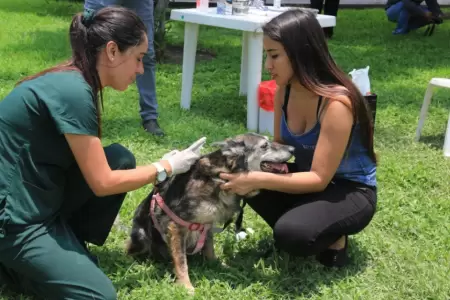 Campa�a de salud para mascotas este lunes 19 de octubre