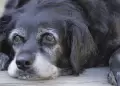 Eutanasia animal: nueva disposici�n proh�be sacrificar mascotas solo por su edad