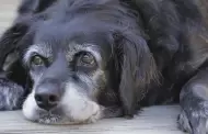 Eutanasia animal: nueva disposición prohíbe sacrificar mascotas solo por su edad