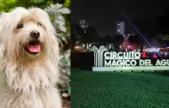 Circuito Mágico del Agua: raza Chaku Andino tendrá su presentación oficial este domingo 18 de octubre