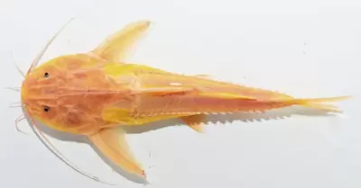 Hallan ejemplar de pez Pterodoras granulosus con leucismo.