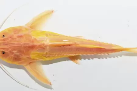 Hallan ejemplar de pez Pterodoras granulosus con leucismo.