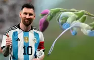 'Salvia messii': descubren nueva especie de flor en Perú y la bautizan en honor a Lionel Messi