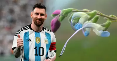 Colores coinciden con la camiseta de la Albiceleste