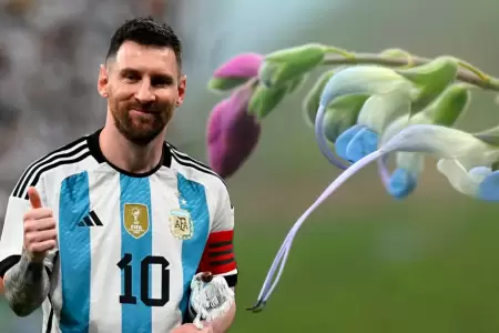 Colores coinciden con la camiseta de la Albiceleste