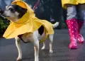 Especialista recomienda secar bien el cuerpo de los animales tras paseos para evitar hongos y bacterias