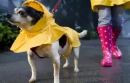 Especialista recomienda secar bien el cuerpo de los animales tras paseos para evitar hongos y bacterias