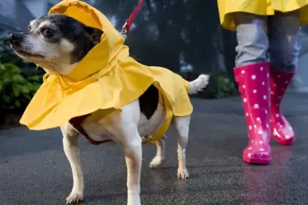 Cuidados de las mascotas en d�as de lluvias.