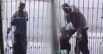 Perritos mordieron a ladr�n