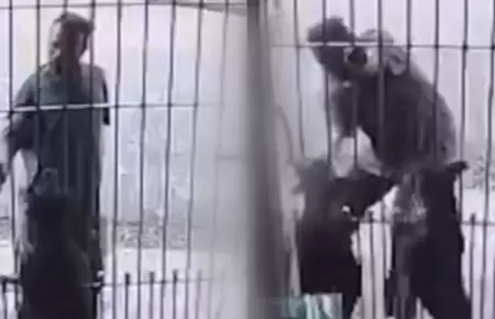 Perritos mordieron a ladr�n