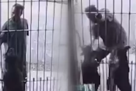 Perritos mordieron a ladr�n