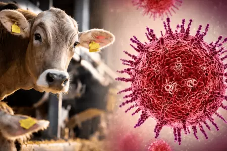 Francia reporta el primer caso en humanos de virus Shamonda