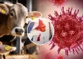 Francia reporta el primer caso humano del virus shamonda: paciente muri� a principios de octubre