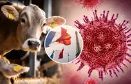 Francia reporta el primer caso humano del virus shamonda: paciente muri� a principios de octubre