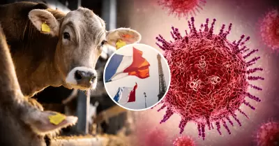 Francia reporta el primer caso en humanos de virus shamonda