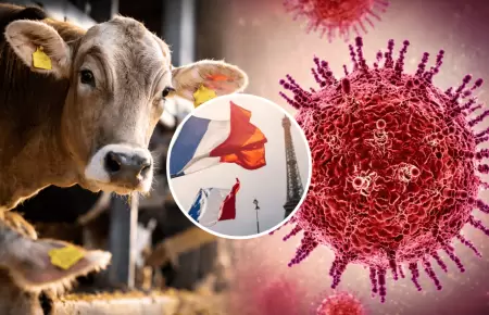 Francia reporta el primer caso en humanos de virus shamonda